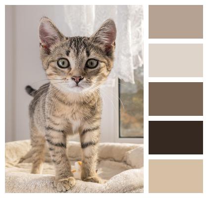 Cat Kitten European Shorthair Image